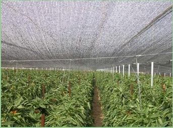 Pertanian Rumah Kaca Naungan Netting, 2 x 100 m, 30gsm - 300gsm