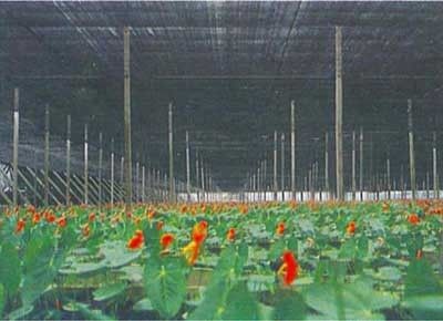 Luar ruangan Greenhouse Sun Naungan Netting Untuk Sayuran, Pertumbuhan Bunga