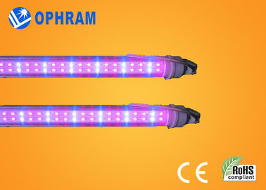 50Hz / 60Hz 230V / 240V penuh Spectrum LED Grow Lampu Untuk Sayuran