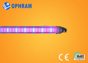High Power IP20 tomat / Selada / Marijuana Indoor Led Lights Tumbuh AC85V-265V