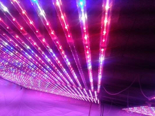 G13 LED Tanaman Tumbuh Lampu Merah Dan Biru Hidroponik untuk Greenhouse Pertanian